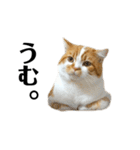 ふわふわ猫「みろ」（個別スタンプ：15）