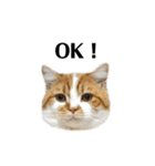 ふわふわ猫「みろ」（個別スタンプ：16）