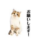 ふわふわ猫「みろ」（個別スタンプ：17）