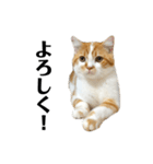 ふわふわ猫「みろ」（個別スタンプ：18）