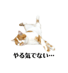 ふわふわ猫「みろ」（個別スタンプ：19）