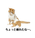 ふわふわ猫「みろ」（個別スタンプ：20）