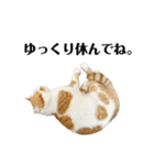 ふわふわ猫「みろ」（個別スタンプ：21）