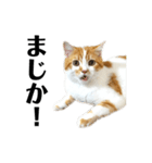 ふわふわ猫「みろ」（個別スタンプ：22）