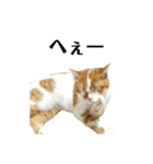 ふわふわ猫「みろ」（個別スタンプ：23）