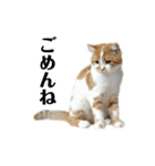 ふわふわ猫「みろ」（個別スタンプ：24）