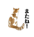 ふわふわ猫「みろ」（個別スタンプ：25）