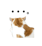 ふわふわ猫「みろ」（個別スタンプ：30）