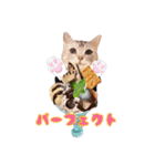 wanderfull ameshosan（ダジャレ編）（個別スタンプ：15）