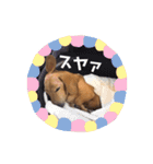 ルル(ダックスフンド)のステッカー（個別スタンプ：3）
