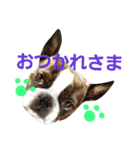 ボストンテリアどんぐりその2（個別スタンプ：6）