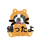 ボストンテリアどんぐりその2（個別スタンプ：7）