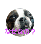ボストンテリアどんぐりその2（個別スタンプ：8）