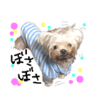 老犬マルチーズ・ペルのスタンプ（個別スタンプ：1）