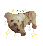 老犬マルチーズ・ペルのスタンプ（個別スタンプ：2）