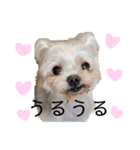 老犬マルチーズ・ペルのスタンプ（個別スタンプ：3）