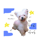 老犬マルチーズ・ペルのスタンプ（個別スタンプ：4）