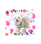 老犬マルチーズ・ペルのスタンプ（個別スタンプ：5）