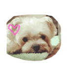 老犬マルチーズ・ペルのスタンプ（個別スタンプ：6）