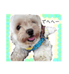 老犬マルチーズ・ペルのスタンプ（個別スタンプ：7）
