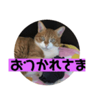 チョッパーと仲良し仲間たち（個別スタンプ：2）