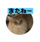 チョッパーと仲良し仲間たち（個別スタンプ：3）