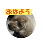 チョッパーと仲良し仲間たち（個別スタンプ：6）