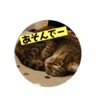 チョッパーと仲良し仲間たち（個別スタンプ：15）