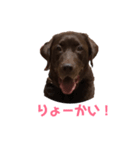 ラブラドールのハル（個別スタンプ：1）