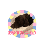 ラブラドールのハル（個別スタンプ：7）