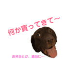 ラブラドールのハル（個別スタンプ：8）