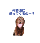 ラブラドールのハル（個別スタンプ：13）