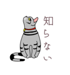 おすましアメショー しまこ（個別スタンプ：4）