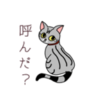 おすましアメショー しまこ（個別スタンプ：7）
