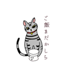 おすましアメショー しまこ（個別スタンプ：8）