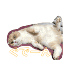 スコティッシュフォールドのにゃんちゅう！（個別スタンプ：8）