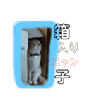 スコティッシュフォールドのにゃんちゅう！（個別スタンプ：13）