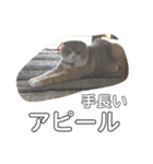スコティッシュフォールドのにゃんちゅう！（個別スタンプ：14）