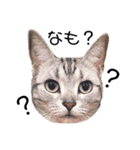 ねこじろうさん（個別スタンプ：1）