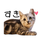 ねこじろうさん（個別スタンプ：2）