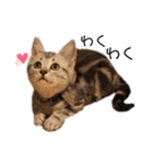 ねこじろうさん（個別スタンプ：4）