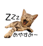 ねこじろうさん（個別スタンプ：6）