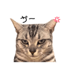 ねこじろうさん（個別スタンプ：10）
