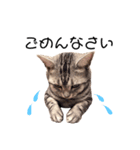 ねこじろうさん（個別スタンプ：11）