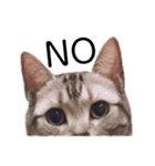 ねこじろうさん（個別スタンプ：13）