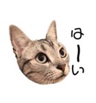ねこじろうさん（個別スタンプ：14）