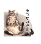 ねこじろうさん（個別スタンプ：16）