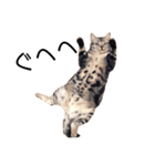 ねこじろうさん（個別スタンプ：21）