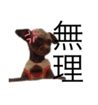 愛犬♡ハル（個別スタンプ：2）
