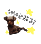 愛犬♡ハル（個別スタンプ：3）